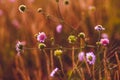 Flower thistle purple green thorn nature plant Royalty Free Stock Photo