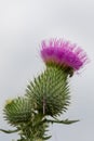 Flower thistles and beetle