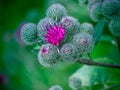 Flower thistles with thorns and leaves