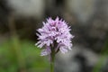 Flower of a three-toothed orchid Neotinea tridentata