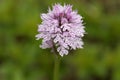 Flower of a three-toothed orchid Neotinea tridentata