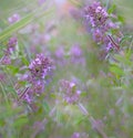 Flower thyme Royalty Free Stock Photo