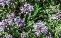 Flower thyme in the nature Royalty Free Stock Photo
