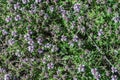 Flower thyme in the nature Royalty Free Stock Photo