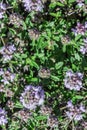 Flower thyme in the nature Royalty Free Stock Photo