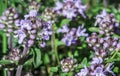 Flower thyme in the nature Royalty Free Stock Photo