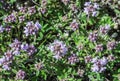 Flower thyme in the nature Royalty Free Stock Photo