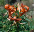 Flower Tiger Lily