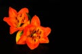 Flower tiger lily, orange lily on a black background