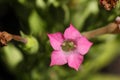 Flower of tobacco (Nicotiana tabacum) Royalty Free Stock Photo