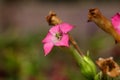 Flower of tobacco (Nicotiana tabacum) Royalty Free Stock Photo