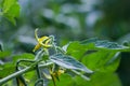 Flower of tomato in greenhouse