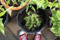 Flower, tomatoes, carrots, beans growing in container. Container vegetables gardening. Vegetable garden on a terrace. Top view Royalty Free Stock Photo