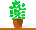 Vector of green plant with branches and leaves. Flowering pot and houseplant.