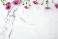 Flower top border frame. Pink daisy flowers head scattered on marble background. Creative layout, tender minimal flat lay style