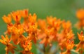 Butterfly Weed upsidedown flowers petals Royalty Free Stock Photo