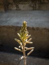 the flower top part of an aloe vera plant with seeds Royalty Free Stock Photo