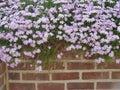 Flower Topped Wall Royalty Free Stock Photo