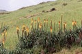 Flower of the torch lily Kniphofia foliosa, in the Simien Mountains in Ethiopia