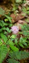 Flower Touchmenot  Mimosa  Plant  Kingdom Royalty Free Stock Photo