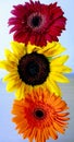 Flower traffic lights. A sunflower and a red and orange gerber daisy flowers. Closeup. Royalty Free Stock Photo