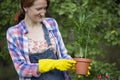 Flower transplant  in the garden Royalty Free Stock Photo