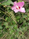 Purple flower and fense