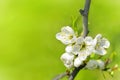 Flower Tree