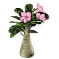 Flower tree adenium desert rose sketch