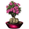 Flower tree adenium desert rose sketch vector