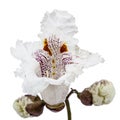 Flower of tree Catalpa, lat. Catalpa speciosa, isolated on white Royalty Free Stock Photo