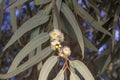 Flower on Tree Closeup, Cinnamomum Camphora Royalty Free Stock Photo