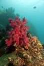 Flower Tree Coral - Red Orange Umbellulifera Royalty Free Stock Photo