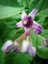 Flower tree leef