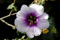 Flower of Tree Mallow, Lavatera maritima