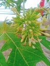 flower from tree pawpaw with visible flowers very beautiful
