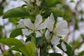 Flower, tree, spring, white, blossom, nature, green, plant, garden, flowers, bloom, branch, apple, cherry, macro, blooming, closeu Royalty Free Stock Photo