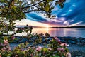 Flower tree sunset magical Royalty Free Stock Photo