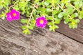 Flower Tree on wooden surface cement floor. Royalty Free Stock Photo