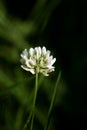 Flower Trifolium repens or Dutsch clover Leguminosae family macro background fine art in high quality prints products fifty Royalty Free Stock Photo