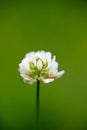 Flower Trifolium repens or Dutsch clover Leguminosae family macro background fine art in high quality prints products fifty Royalty Free Stock Photo