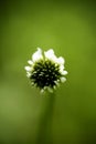 Flower Trifolium repens or Dutsch clover Leguminosae family macro background fine art in high quality prints products fifty Royalty Free Stock Photo