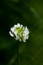 Flower Trifolium repens or Dutsch clover Leguminosae family macro background fine art in high quality prints products fifty Royalty Free Stock Photo