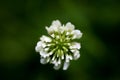 Flower Trifolium repens or Dutsch clover Leguminosae family macro background fine art in high quality prints products fifty Royalty Free Stock Photo