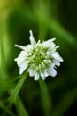 Flower Trifolium repens or Dutsch clover Leguminosae family macro background fine art in high quality prints products fifty Royalty Free Stock Photo