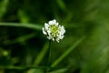 Flower Trifolium repens or Dutsch clover Leguminosae family macro background fine art in high quality prints products fifty Royalty Free Stock Photo