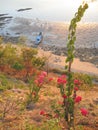 Flower with tropical beach and sea in the back, Labuan Bajo, Flores, Indonesia Royalty Free Stock Photo