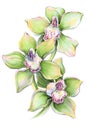 Flower tropical orchid cymbidium green illustration