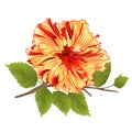 Flower tropical plant yellow hibiscus on a white background vintage vector illustration editable Royalty Free Stock Photo