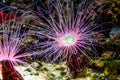 Flower tube sea anemone in closeup, pink neon color, Tropical animal specie from the Indo-pacific ocean Royalty Free Stock Photo